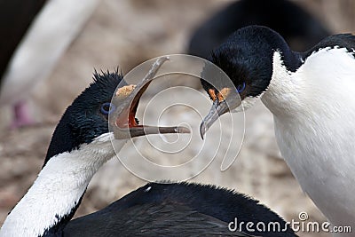 Courtship behavior of blue-eyed cormorants or blue-eyed shags on New Island, Falkland Islands Stock Photo