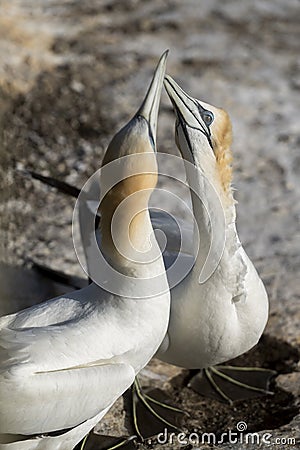 Courtship behaviour among adult australasian gannets on their nest at the Muriwai colony Stock Photo