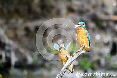 Courtship of the kingfisher Alcedo atthis. Both males and females sit on a twig. Stock Photo
