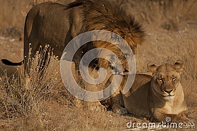 Courtship between Lion and Lioness 2 Stock Photo