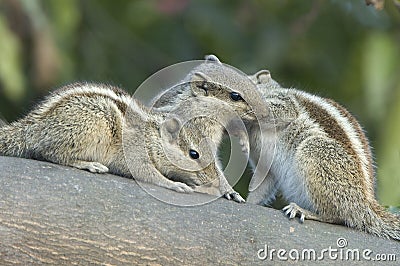 Courtship and lovemaking in Indian Palm Squirrel Stock Photo