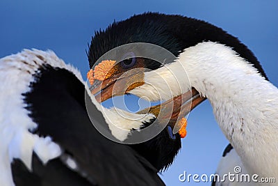 Courtship portrait of Imperial Shag, Phalacrocorax atriceps, cormorant from Falkland Islands Stock Photo