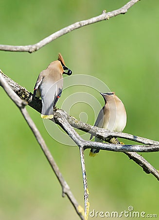 Courtship Of Two Cedar Waxwings Stock Photo