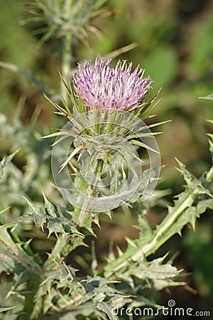 Cousinia pterocaulos Stock Photo