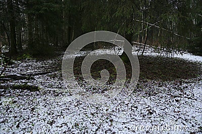Cover of the first snow on forest cover, grass under fluffy crown without snow Stock Photo