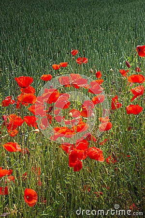 Cover page with beautiful green farm landscape with red poppies, summer, closeup, details Stock Photo