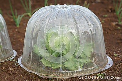 Cover for the vegetables cultivation Stock Photo