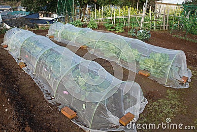 Cover for the vegetables cultivation Stock Photo