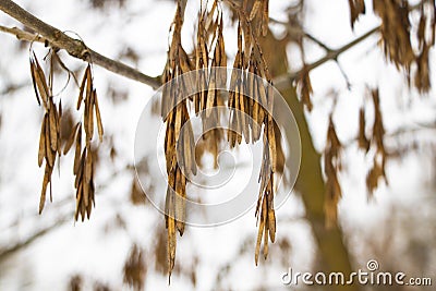 Covered with frost the withered leaves of the willow against the background of a winter forest. The lighting is cloudy weather. Stock Photo