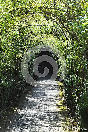 Covered pathway with trellace of green plants and leaves, during the day Stock Photo