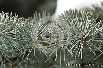 Covered, snowy, wood, spruce, drops, macro, green, spiny, needle, evergreen, blue, fir, coniferous, ice, natural, closeup, frost Stock Photo