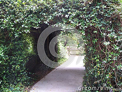 A tunnel of white Confederate Jasmine flowers Stock Photo