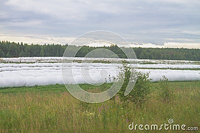 Covering with a film of harvest, hay for storage, preparation of fodder for livestock for the winter Stock Photo