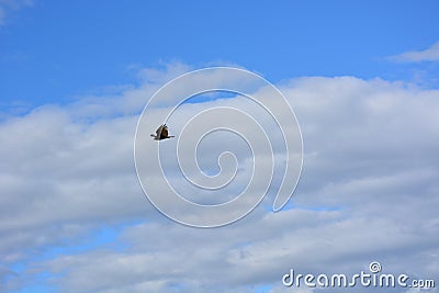 The coveted ability to fly Stock Photo