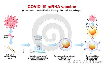 COVID-19 mRNA vaccine. mechanism of action Vector Illustration