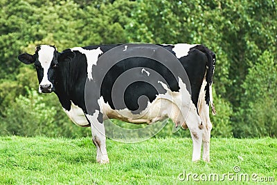 Cow Stock Photo