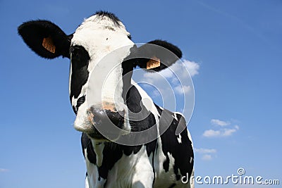 Cow Stock Photo