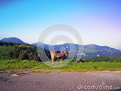 Cow Stock Photo