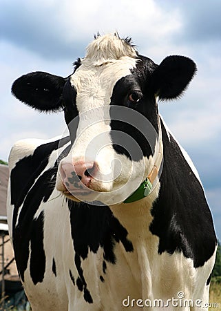 Cow Stock Photo