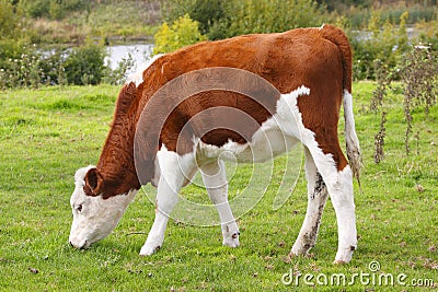 Cow Stock Photo