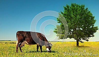 Cow Stock Photo