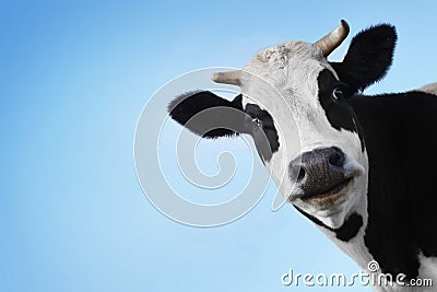 Cow Stock Photo