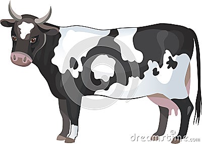 Cow Vector Illustration