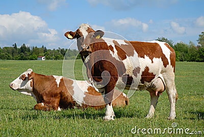 Cow Stock Photo