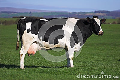 Cow Stock Photo