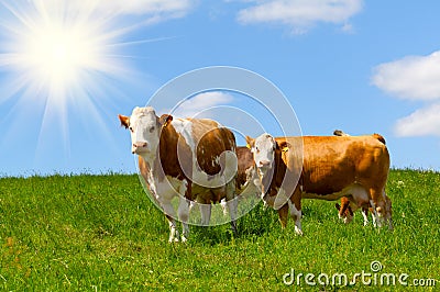 Cow Stock Photo