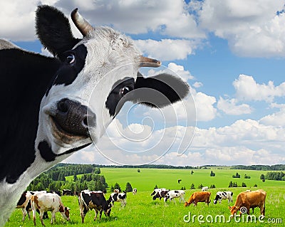 Cow Stock Photo