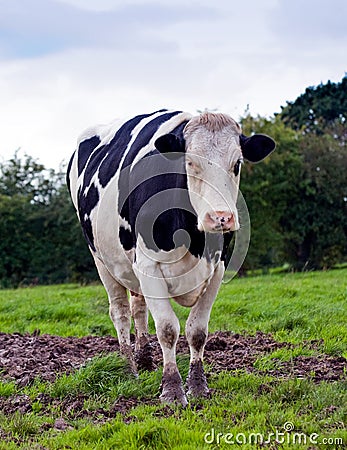 A cow Stock Photo