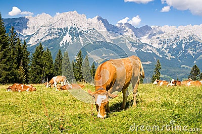 Cow in Alps Stock Photo