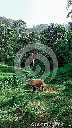 Cow animals forest green Stock Photo