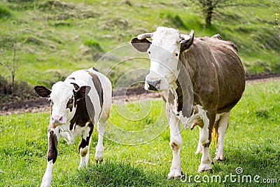 Cow with baby farming on the meadow. Cute calf pasturing on the landscapes. Stock Photo