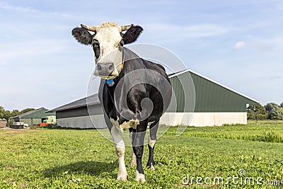 Cow and barn, black and white standing in front, landscape with horned cows, looking at camera and a blue sky Stock Photo