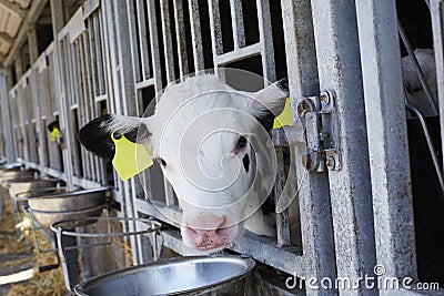 Cow in barn looking through fence Stock Photo