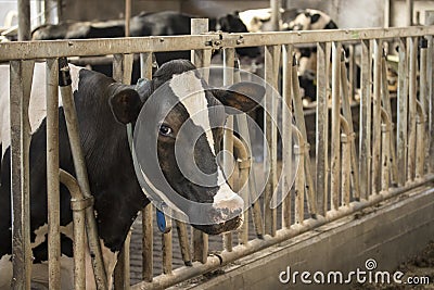 Cow barn milk eating grass fed cattle dairy farming Stock Photo