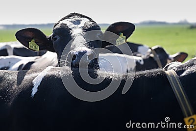 Cow bends its head over the back of another cow amid a herd of other cows Stock Photo