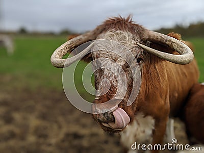 A cow with big horns licks its nose Stock Photo