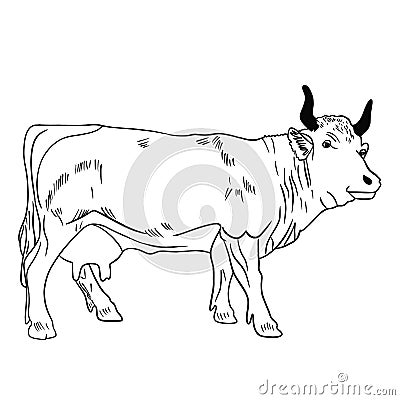 Cow with black horns on a white background, a sacred animal Cartoon Illustration