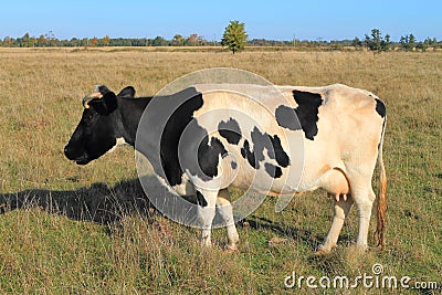 Cow of black-and-white breed Stock Photo