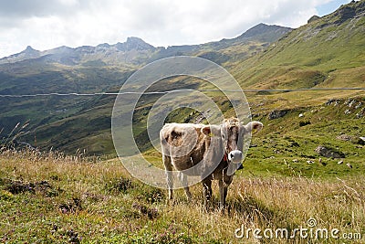 Cow of breed Swiss brown grazing alpine meadow in Switzerland. Stock Photo