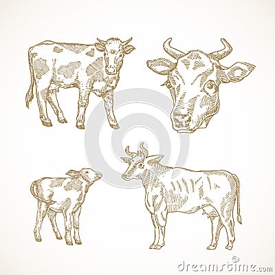 Cow, Bull and Calf Hand Drawn Vector Illustrations Set. Abstract Domestic Animals Sketch Bundle. Doodle Style Drawings Vector Illustration