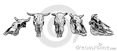 Cow and bull skull set. Vector Illustration