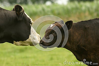 Cow and Calf Stock Photo