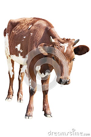 Cow calf Stock Photo