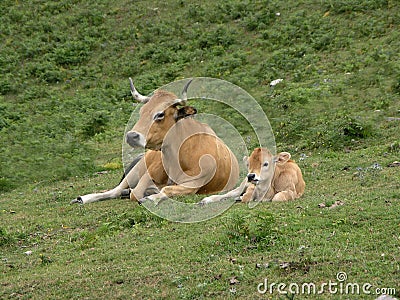 Cow and calf Stock Photo