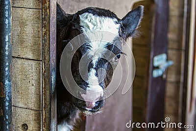 Cow calf Stock Photo