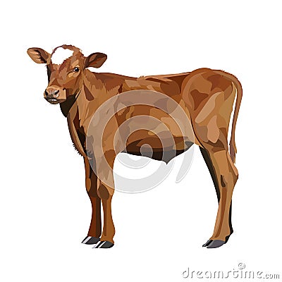 Cow Calf brown, vector animal Vector Illustration
